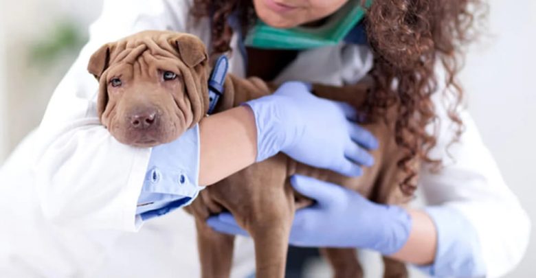 when should you get female dog spayed