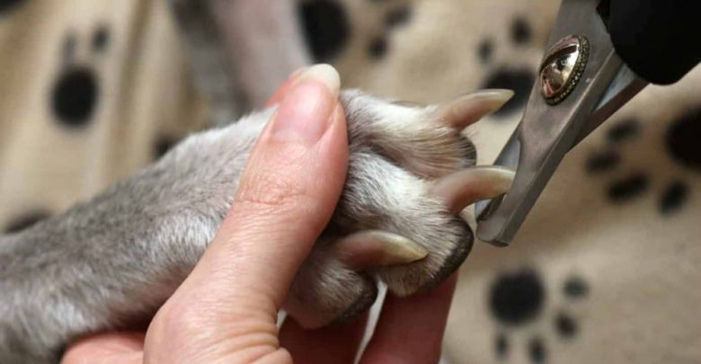 when to cut dog nails