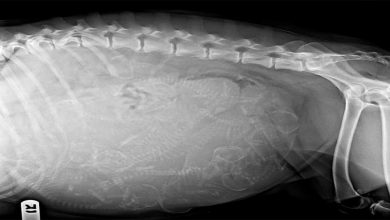 when to get a pregnant dog x rayed