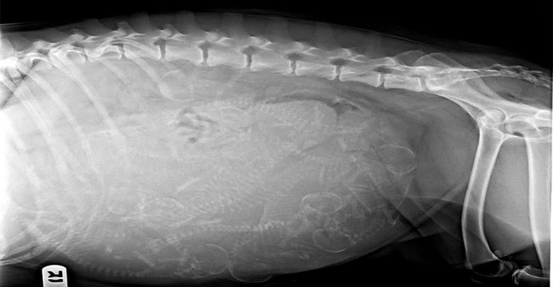 when to get a pregnant dog x rayed
