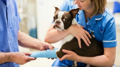 when to take a dog to emergency vet