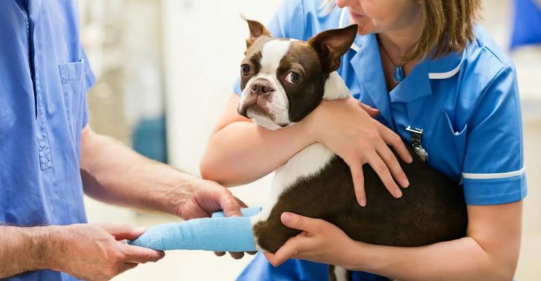 when to take a dog to emergency vet