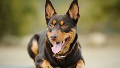 where are kelpie dogs from