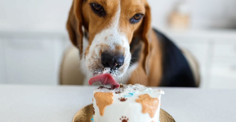where can i buy a dog birthday cake