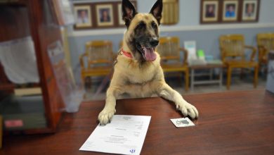 where can you get a dog license