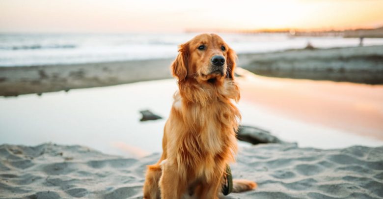 where is a dog friendly beach near me
