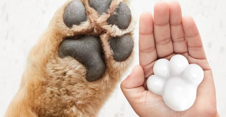 where to get dog paw print