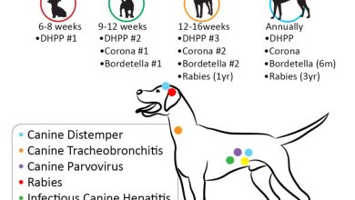 where to get dog vaccines