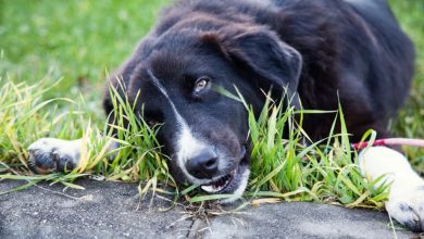 why do dogs eat grass to vomit