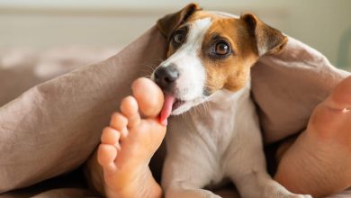 why do dogs lick on your feet