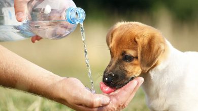 why my dog refuses to drink water