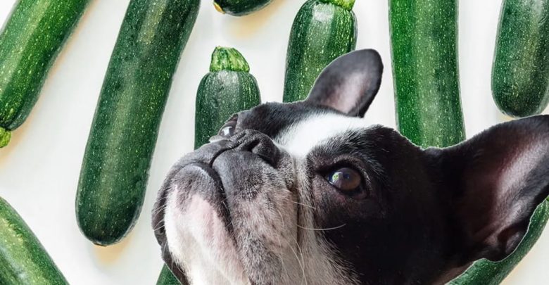 why should dogs eat zucchini