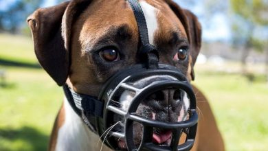 why use a dog muzzle