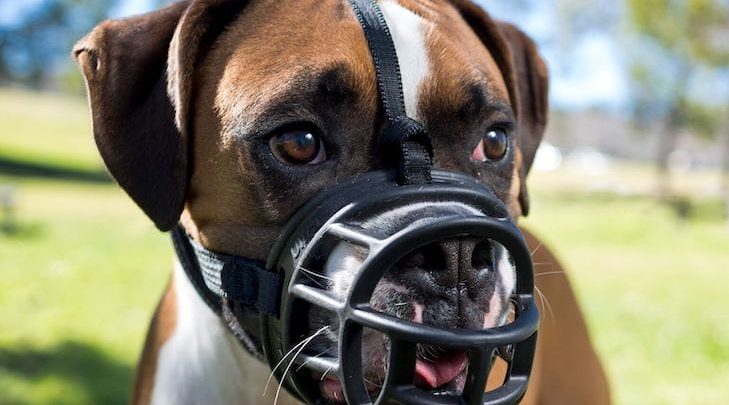 why use a dog muzzle