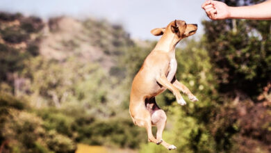can a dog jump