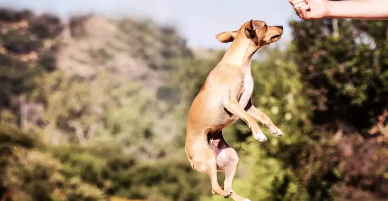 can a dog jump