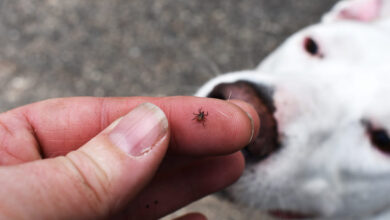 how can dogs get lyme disease