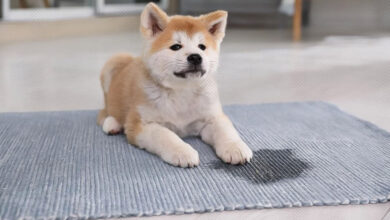 how can you get dog urine smell out of carpet