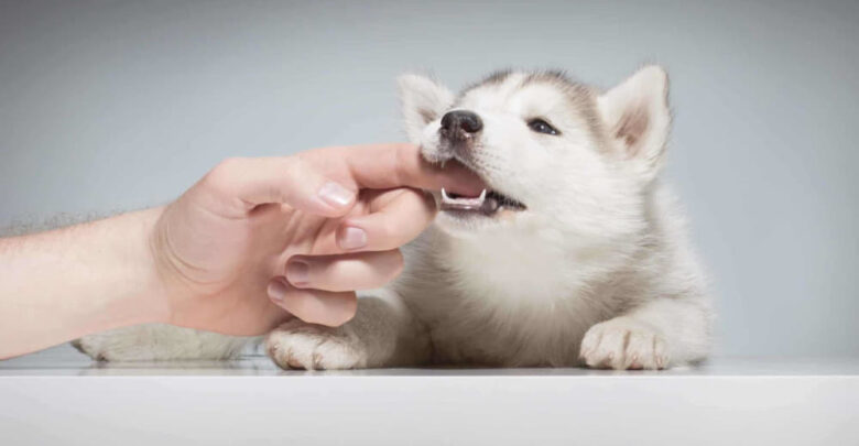 how do you get a dog to stop biting