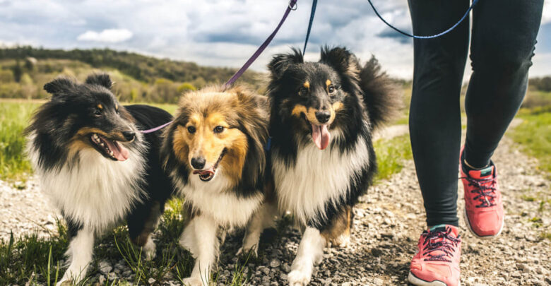 how easy is it to become a dog walker