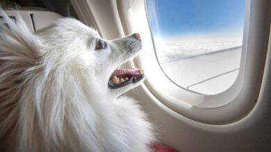 how easy is it to take a dog on a plane