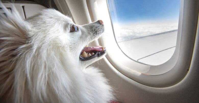how easy is it to take a dog on a plane