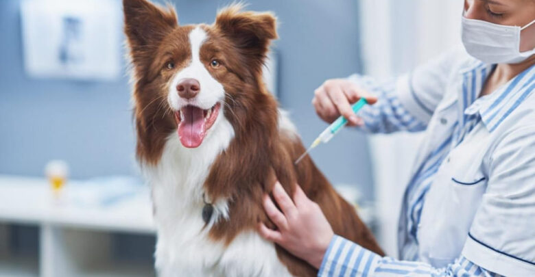 how long after dog vaccine is it effective