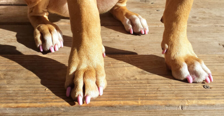 how long dog nails should be