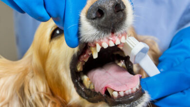 how much for dog teeth cleaning