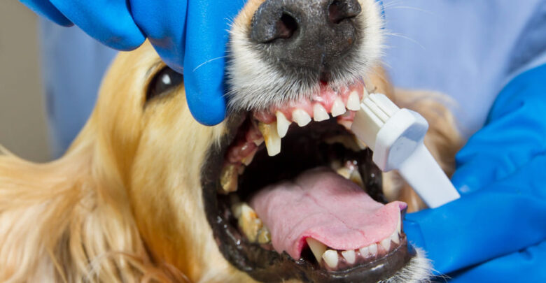 how much for dog teeth cleaning