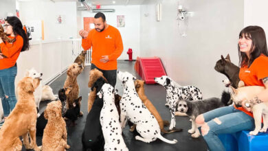 how much is doggy daycare near me