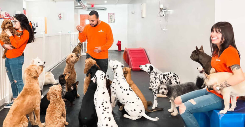 how much is doggy daycare near me