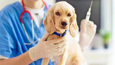 how to buy dog vaccines online