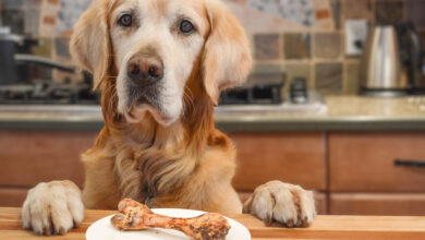 how to train dog not to jump on counter