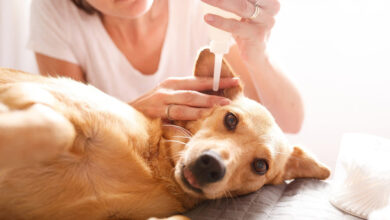 how to treat dog ear infection without vet