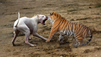 what dog can kill a tiger