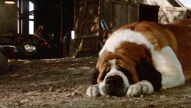 what dog was in cujo