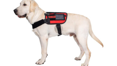 what stores sell service dog vests