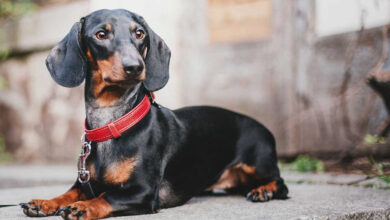 what to buy a sausage dog
