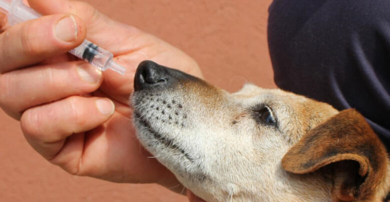 when should a dog get kennel cough vaccine