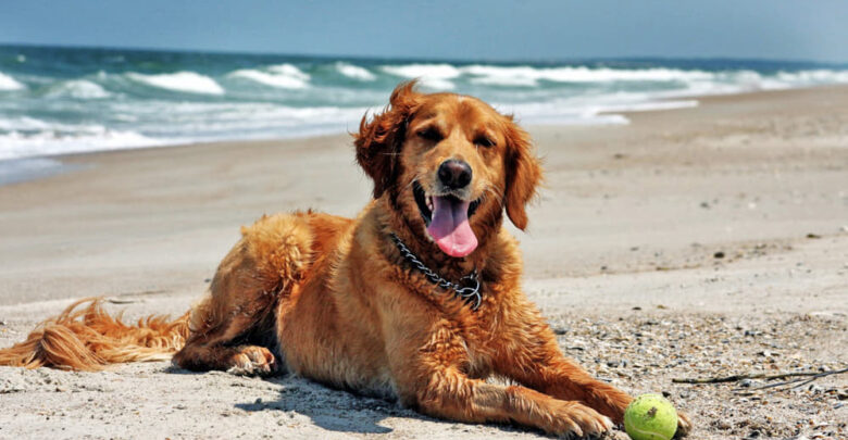 where are dog friendly beaches