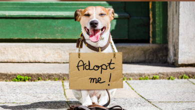 where can you find dogs for adoption
