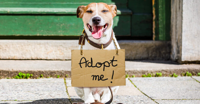where can you find dogs for adoption