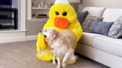where to buy mr quackers dog toy