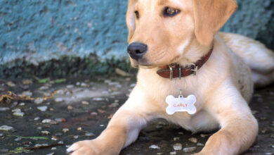 where to get dog id tags near me