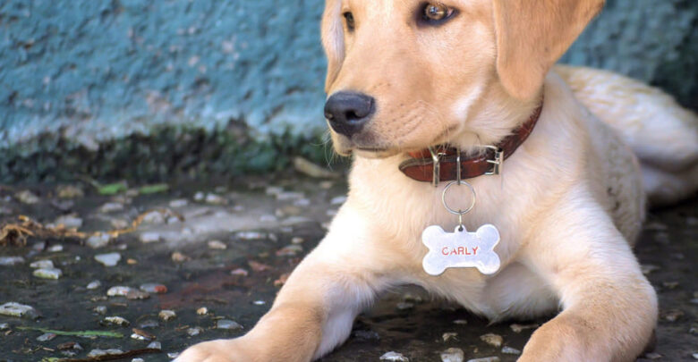 where to get dog id tags near me
