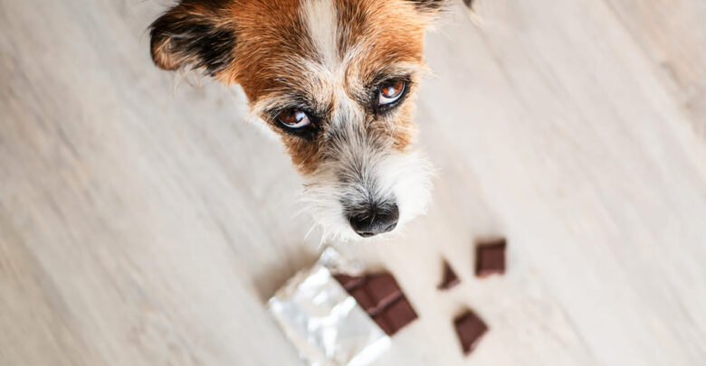 why can dogs not have chocolate