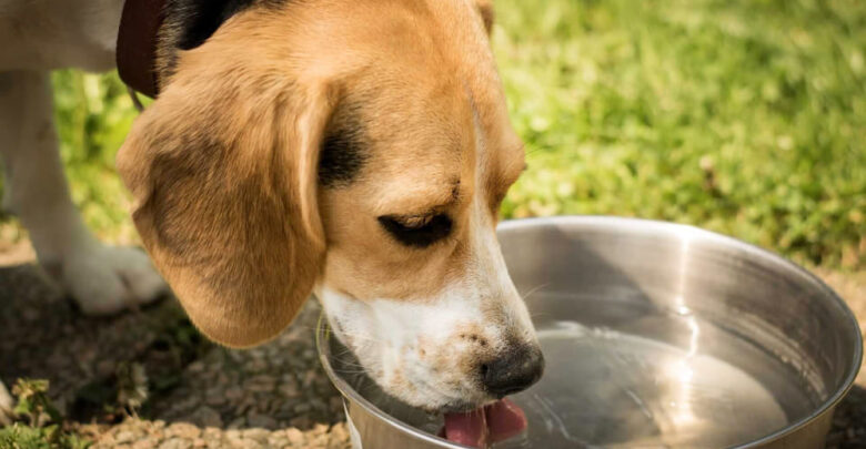 why my dog won't drink water