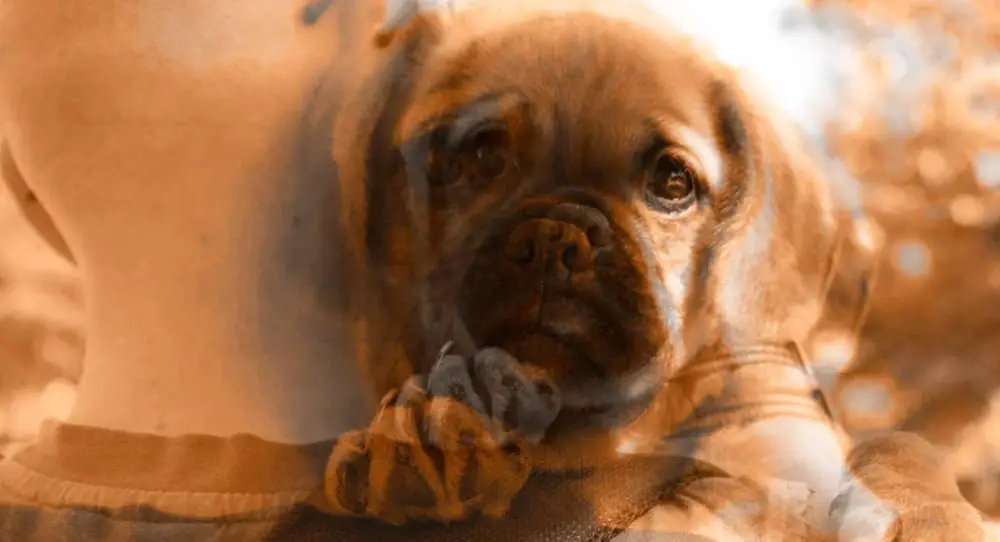 Image of a concerned dog owner holding a chocolate bar while their dog looks up at them. The dog is a brown and white mixed breed, and both the owner and the dog have worried expressions on their faces.