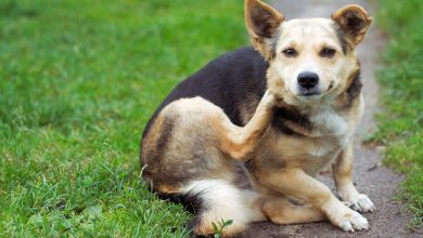 Dog owner examining male dog for signs of yeast infection, checking for redness, itching, and inflammation in affected areas